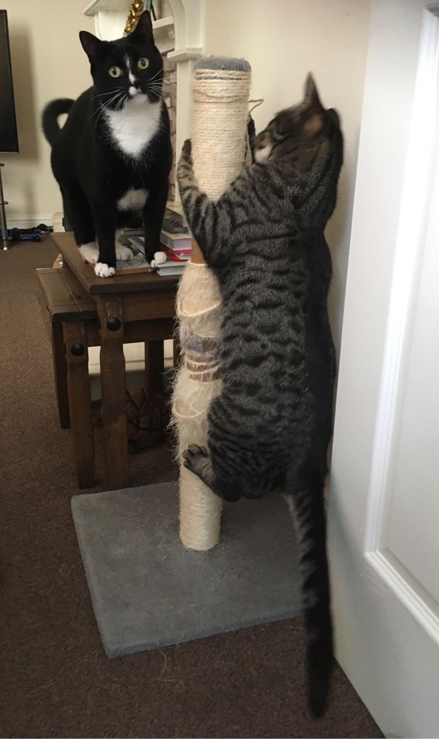 Victoria Pet sitter in Whitley Bay Pawshake.co.uk