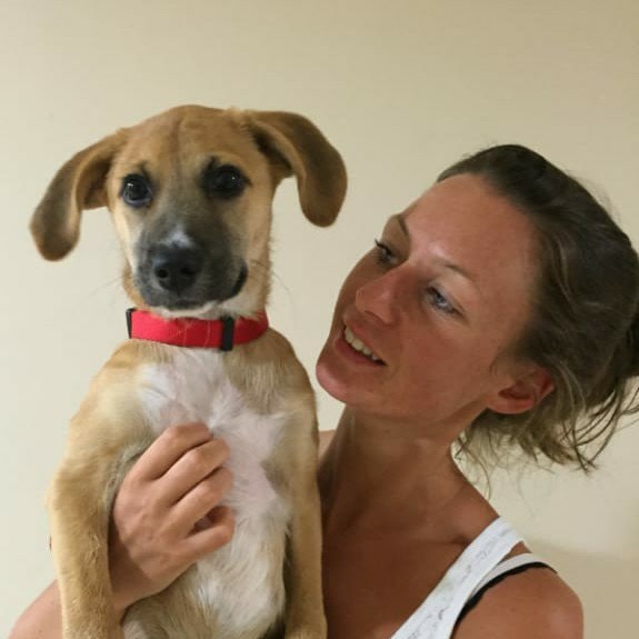 Dog Boarding Dublin Better than a Dog Kennel or Dog Hotel Pawshake.ie