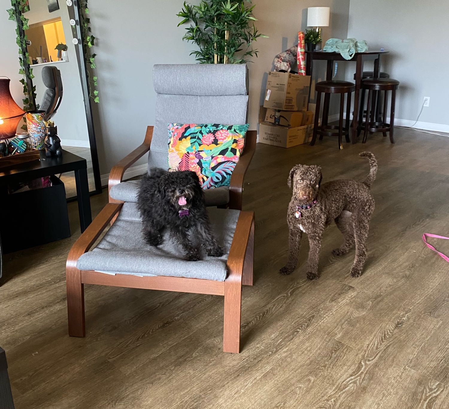 Salma Pet sitter in West Edmonton Pawshake.ca