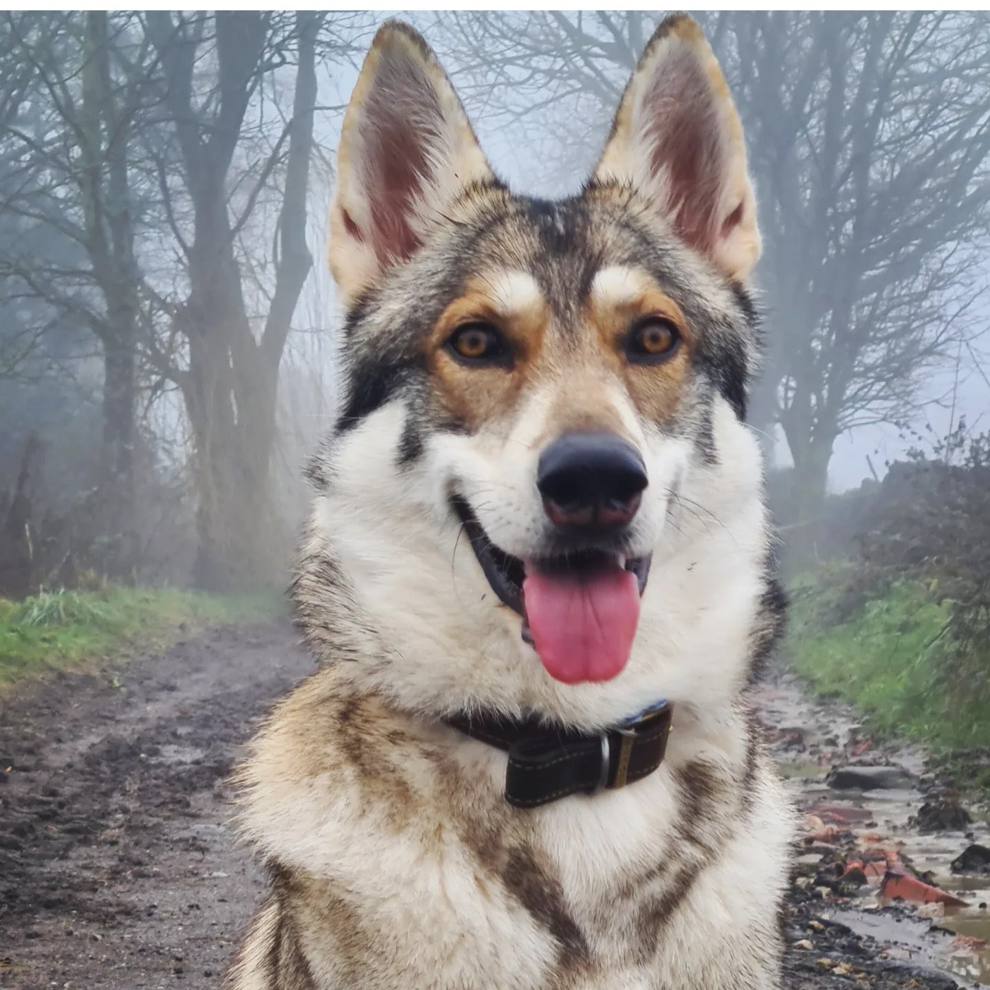 Georgie