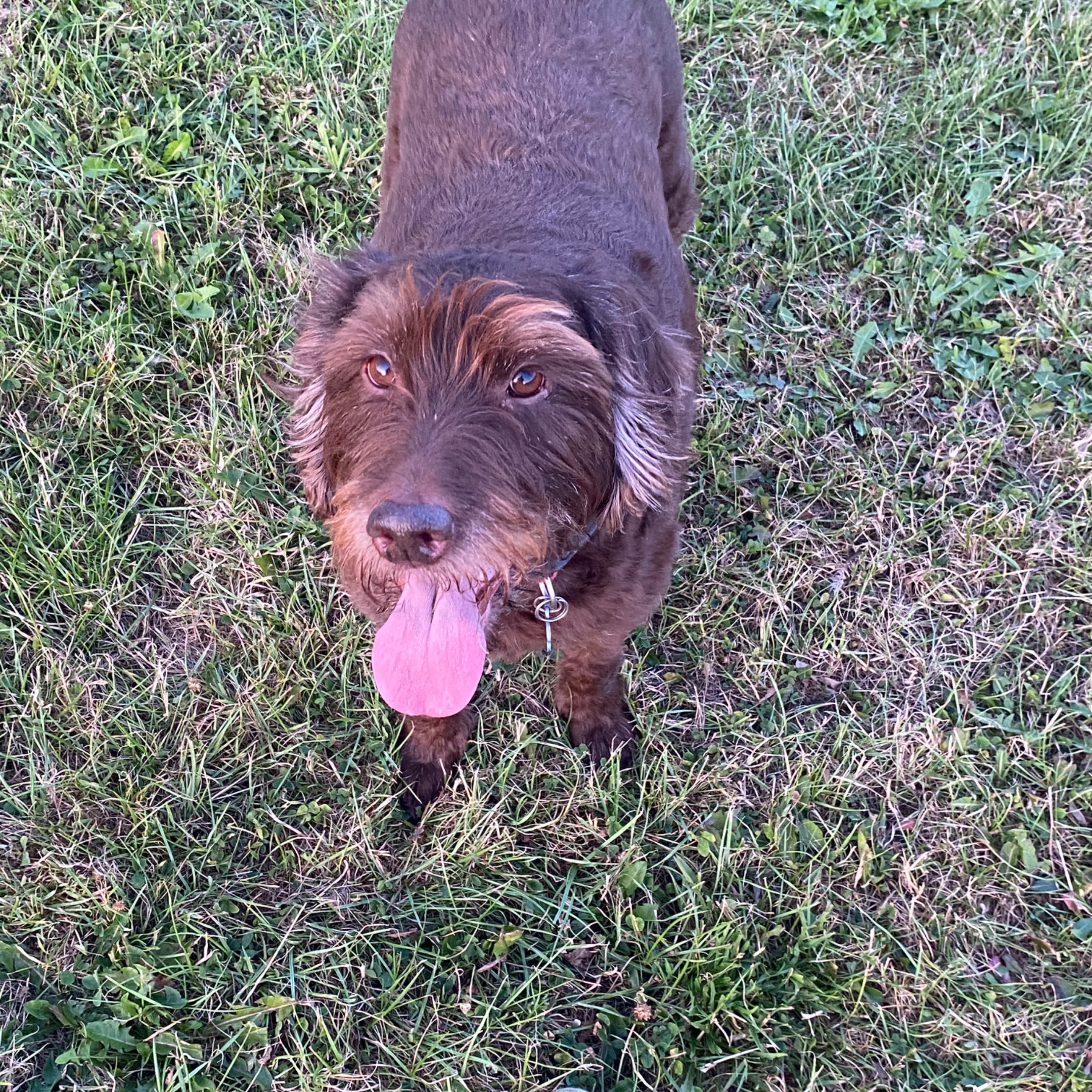 Portrait of Toby, the dog